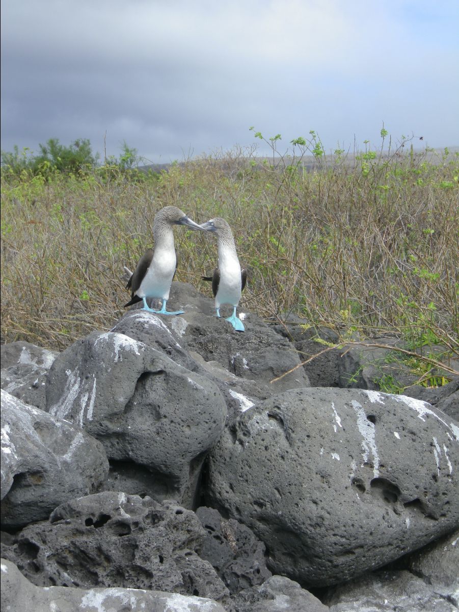 Blue footed booby112